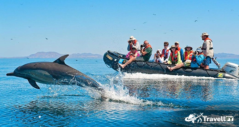 Take a Dolphin Cruise | Travellfy